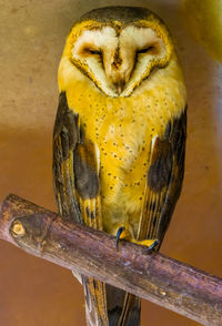 Close-up of owl perching on branch