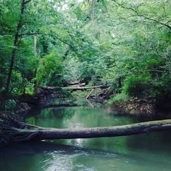 Scenic view of river with trees in background