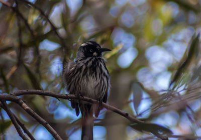 Low angle view of bird perching on branch