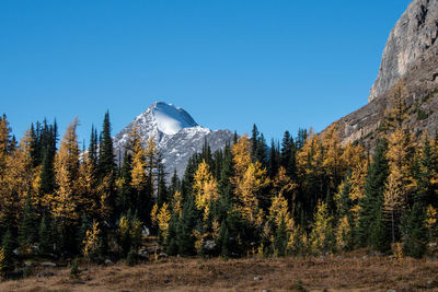 Scenic view of trees and mountains against clear blue sky