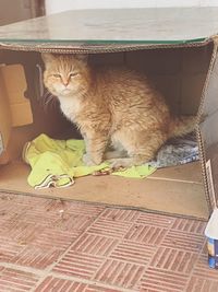 Portrait of a cat sitting on tiled floor