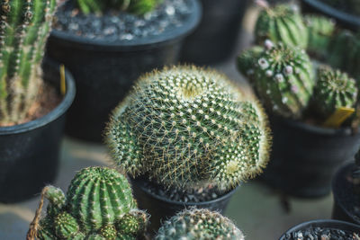 Close-up of succulent plant