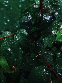 High angle view of raindrops on leaf