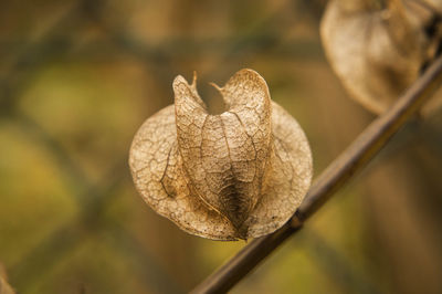 Close-up of dried leaf