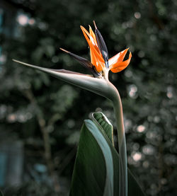 leaf