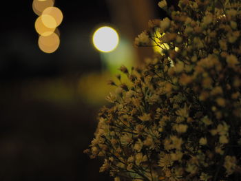 Close-up of yellow flowers at night