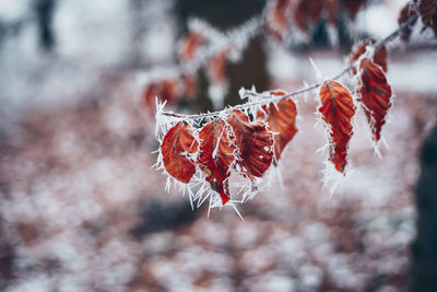 Close-up of frozen leaves on tree during winter