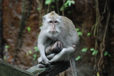 High angle view of monkey with infant sitting on wood