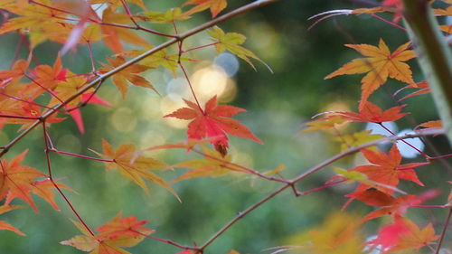 Close-up of maple leaves on branch