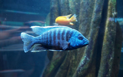 Close-up of fish swimming in aquarium