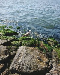 High angle view of bird on rock in sea