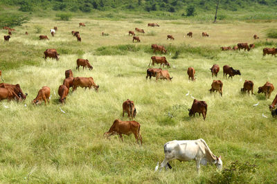 Flock of sheep in a field