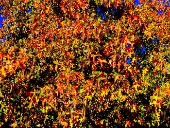 Full frame shot of flowers