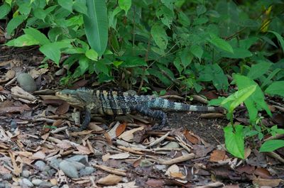 Lizard on plant