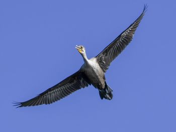 Low angle view of eagle flying against clear blue sky