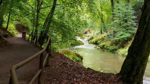 Scenic view of river amidst trees in forest