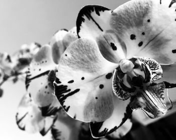 Close-up of white flowers