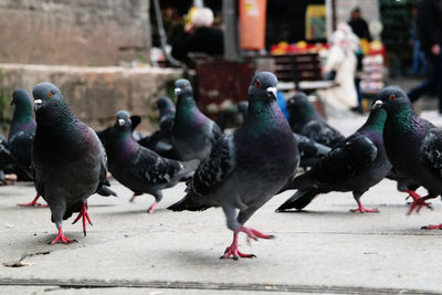 Close-up of pigeons on footpath