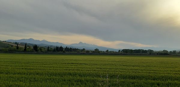 Scenic view of agricultural field against sky