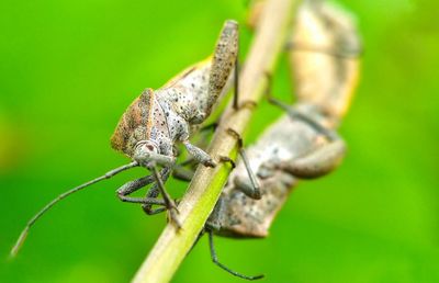 Close-up of insect on leaf