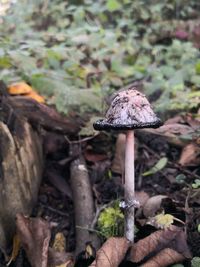 Close-up of mushroom growing on field