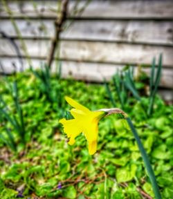 Close-up of flower growing in field