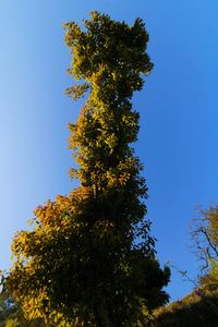 Low angle view of tree against clear blue sky