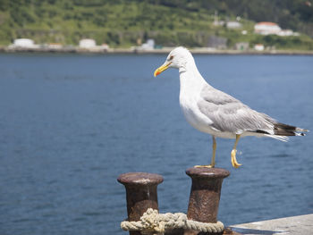 Close-up of seagull perching on wooden post