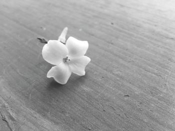 Close-up of white flowers