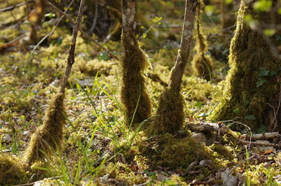 Close-up of moss growing on tree trunk