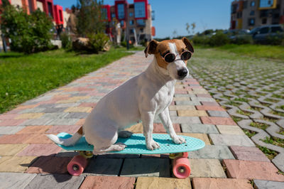 High angle view of dog