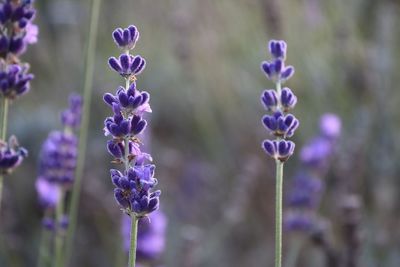 Close-up of purple flowering plant on field