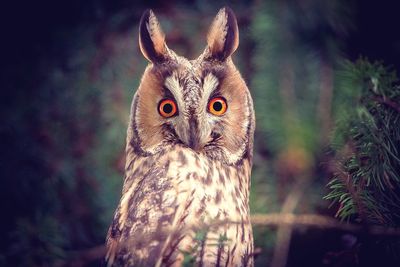 Close-up portrait of owl