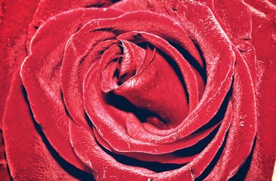 Full frame shot of red rose