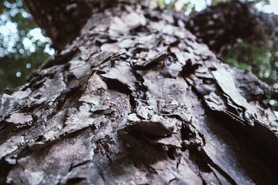 Close-up of tree trunk