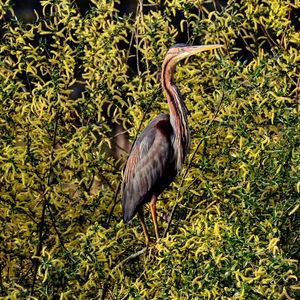 Bird perching on a tree