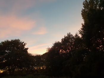 Low angle view of silhouette trees against sky during sunset