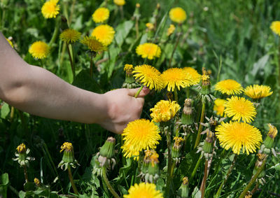 Close-up of hand holding yellow flower