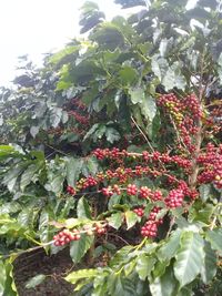 Close-up of red berries growing on tree