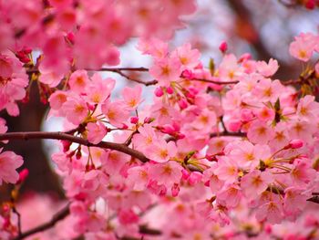 Close-up of pink cherry blossoms in spring