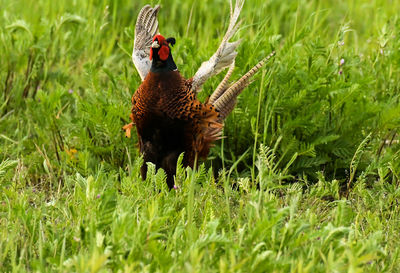 View of a bird on grass