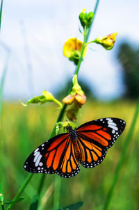 Close-up of butterfly pollinating on flower