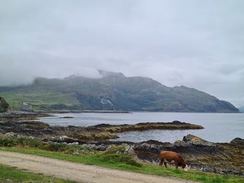 View of a horse in lake against mountain