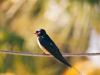 Close-up of bird perching on branch