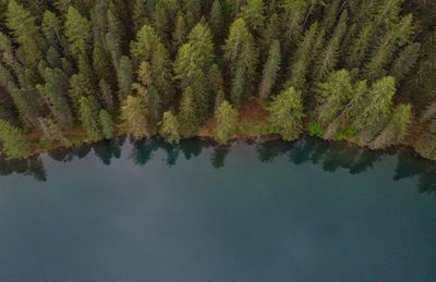 Scenic view of lake in forest