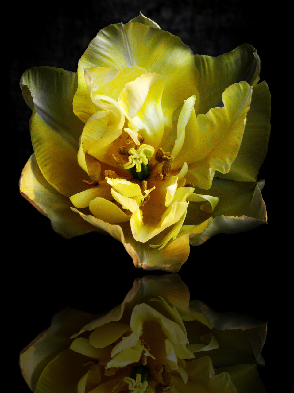 flower, petal, flower head, freshness, fragility, beauty in nature, black background, studio shot, growth, close-up, yellow, nature, blooming, plant, blossom, in bloom, stamen, no people, pollen, botany, softness, focus on foreground, selective focus