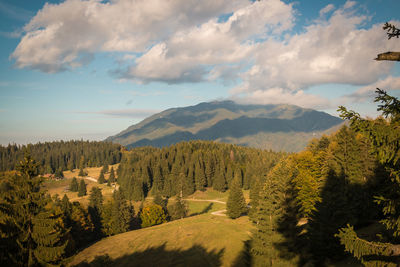 Scenic view of pine trees against sky