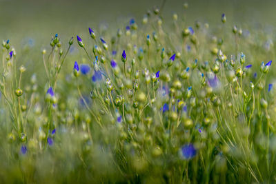 Close-up of purple flowering plants on field