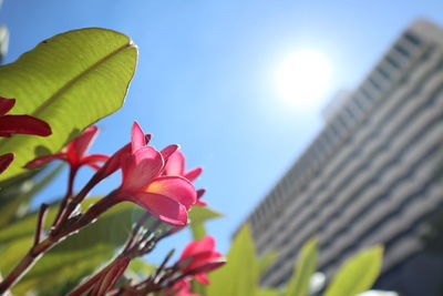 Low angle view of flowering plant against blue sky