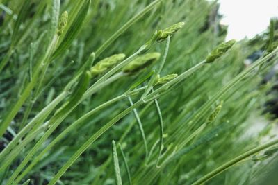 Close-up of fresh green grass